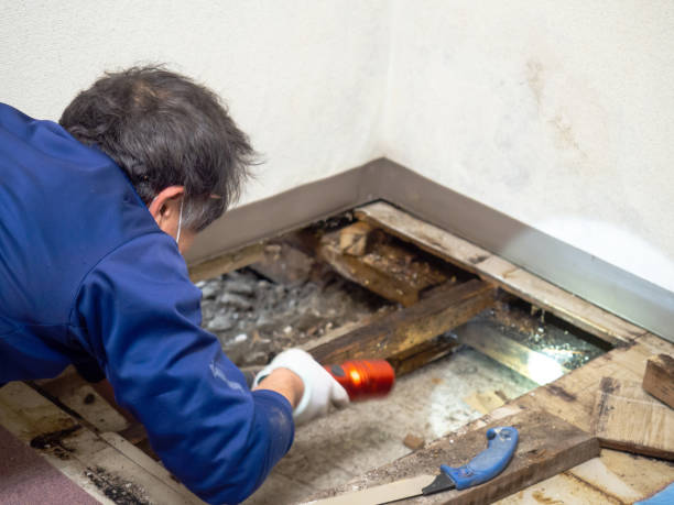 Best Black Mold Remediation in Howell, MI
