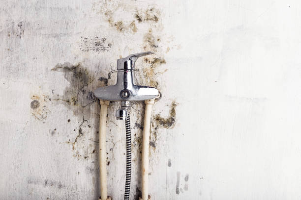 Best Insurance-Related Mold Remediation in Howell, MI