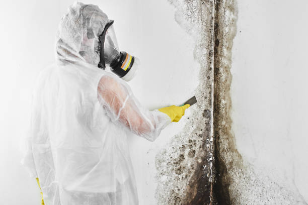 Best Emergency Mold Remediation in Howell, MI