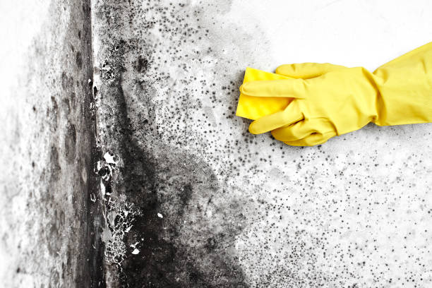 Best Bathroom Mold Remediation in Howell, MI