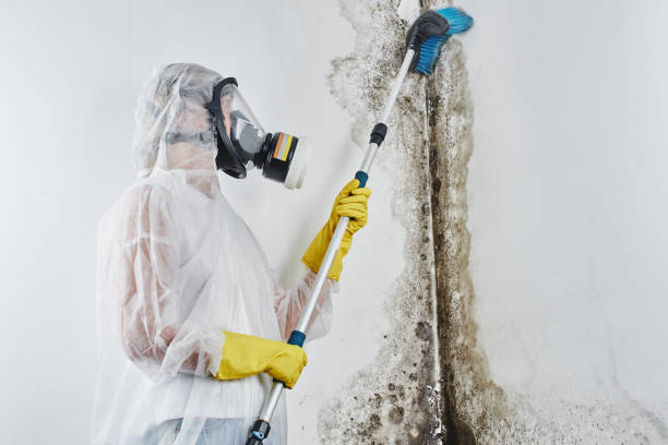 Best Basement Mold Remediation in Howell, MI