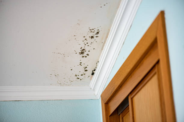 Best Localized Mold Remediation (e.g., coastal areas, humid climates) in Howell, MI