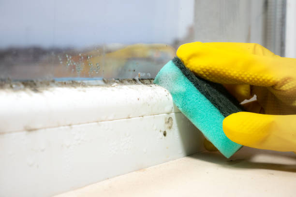 Professional Mold Remediation in Howell, MI
