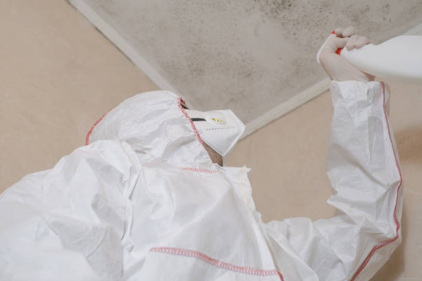 Best Residential Mold Remediation in Howell, MI