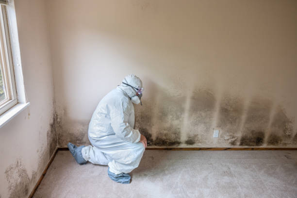 Best Post-Flood Mold Remediation in Howell, MI